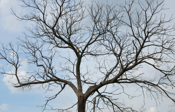 Tree with blue sky