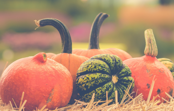 Image of pumpkins and gourds