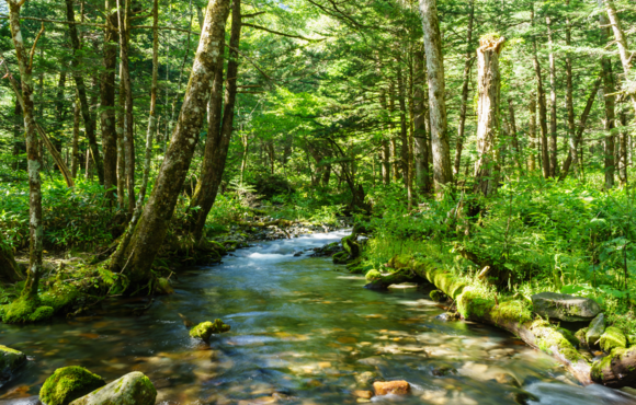 Image of a wooded stream