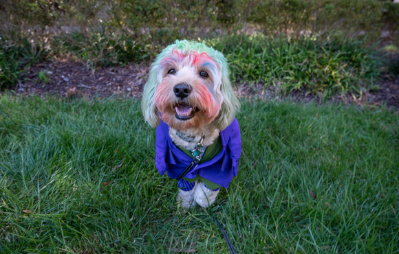 Chuckles Pet Parade Halloween Costume