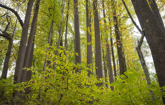 Forrest Trees