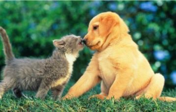 kitten and puppy nose to nose