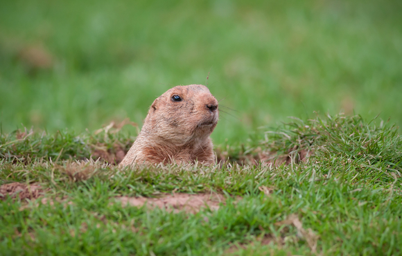 groundhog