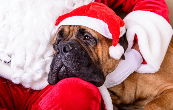 santa and dog