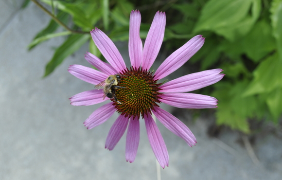 purple flower