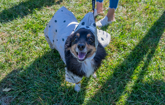 pet costume 