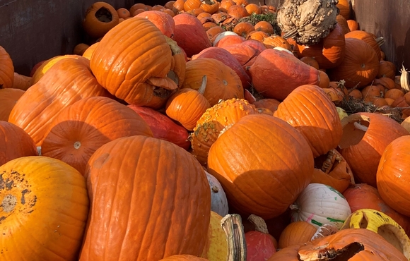 pile of pumpkins