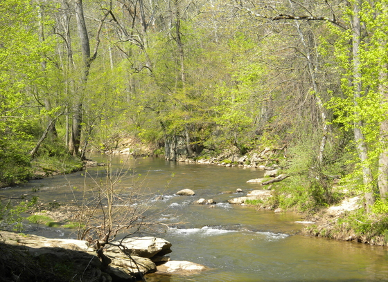 Middle Patuxent River in wooded area in spring.