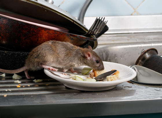 Mouse eating from plate in dirty kitchen