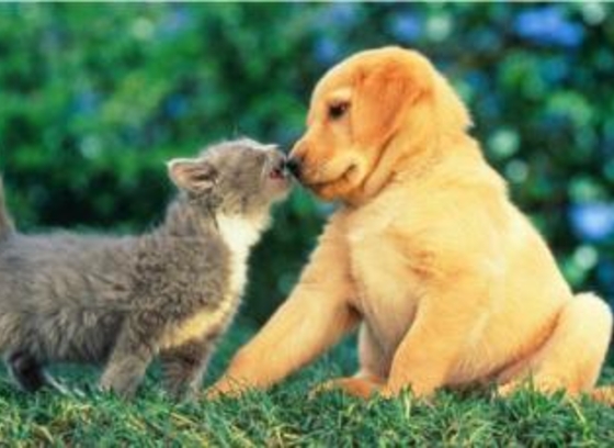 kitten and puppy nose to nose