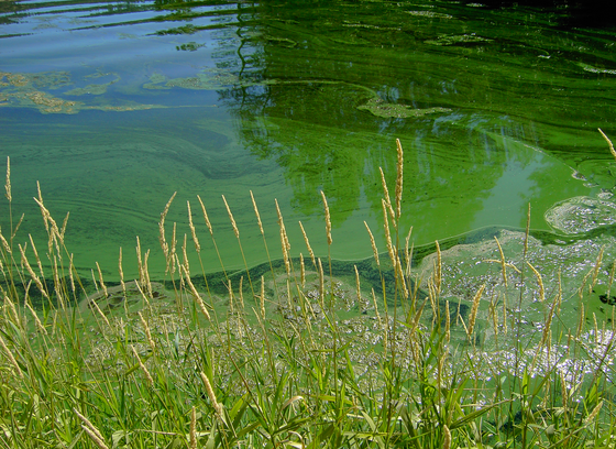 Cyanobacteria