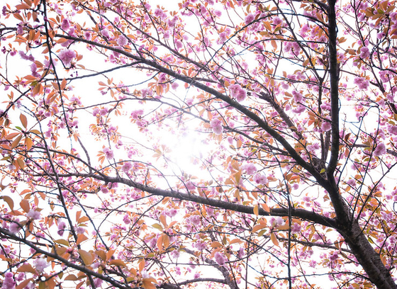 centennial cherry blossoms