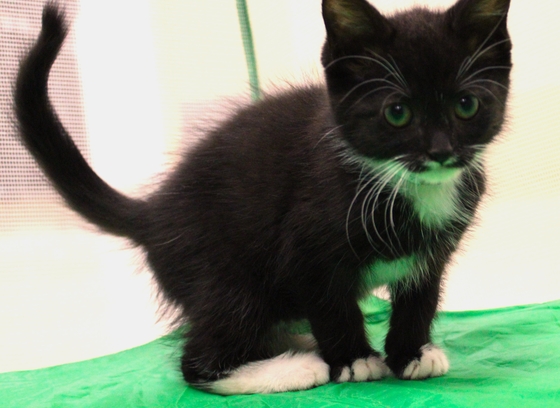 Black kitten with white paws that is available for adoption