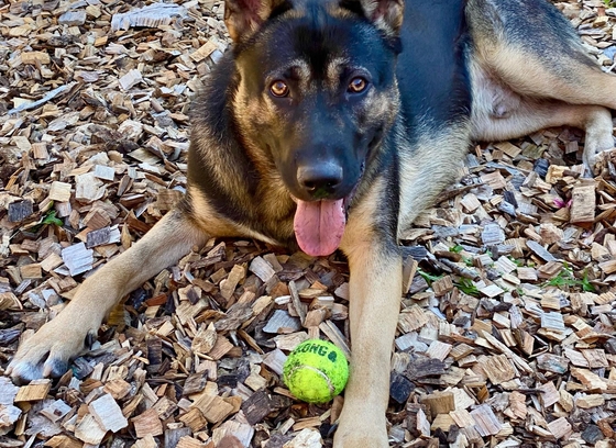 German Shepard named Draco that is available for adoption 