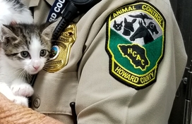 Animal Control Officer Holding kitten