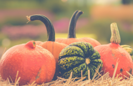 Image of pumpkins and gourds