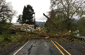 A downed tree blocking a road following a storm