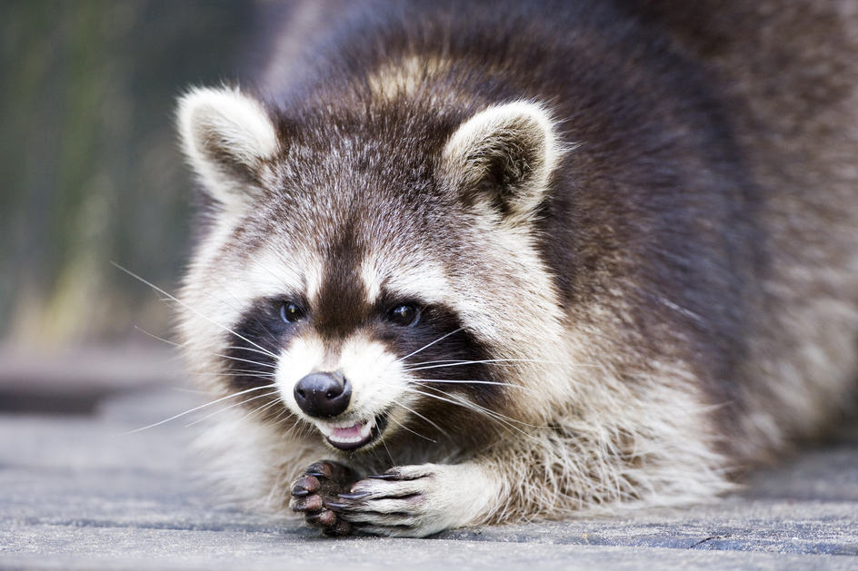 Raccoon with teeth showing