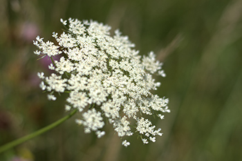 Close up photo of queen anne's lace, a fluffy white flower