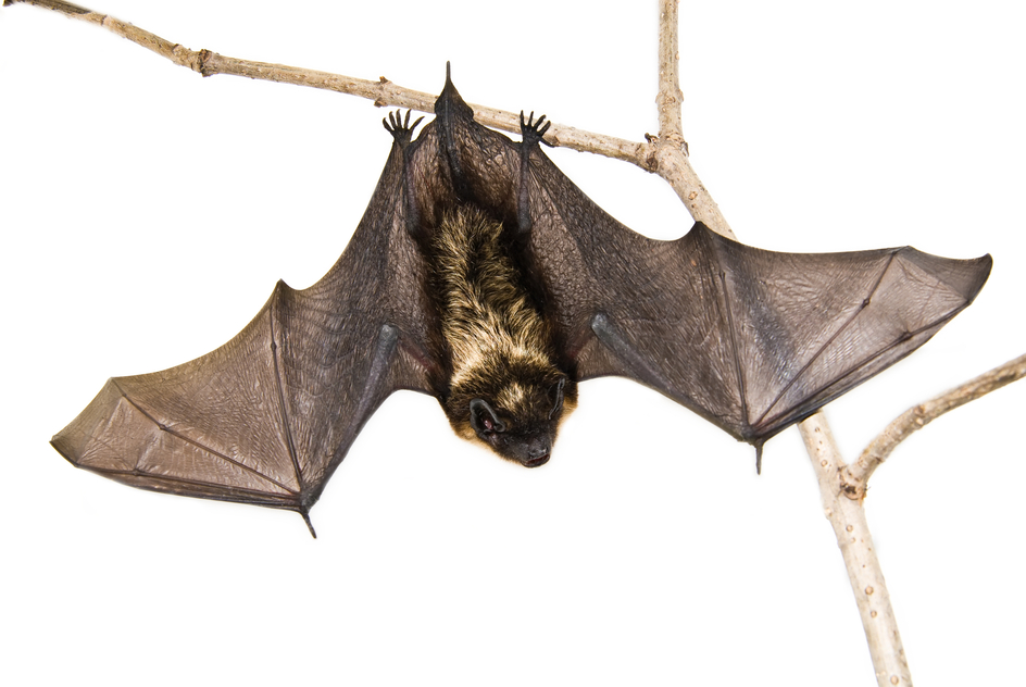 bat hanging from a tree