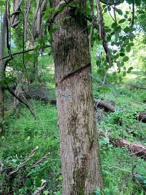 Photo of a tree after strangling vines have been cut away