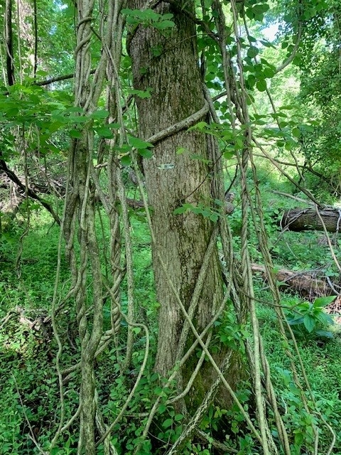 Picture of a tree being strangled by invasive vines