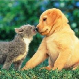 kitten and puppy nose to nose