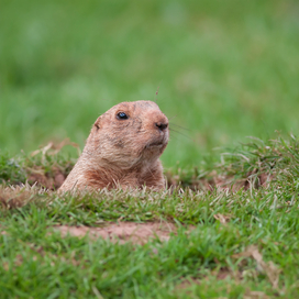 groundhog