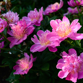 Image of pink peonies. 