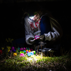 Teenager with flashlight lamp on head looking down and opening collected eggs. 